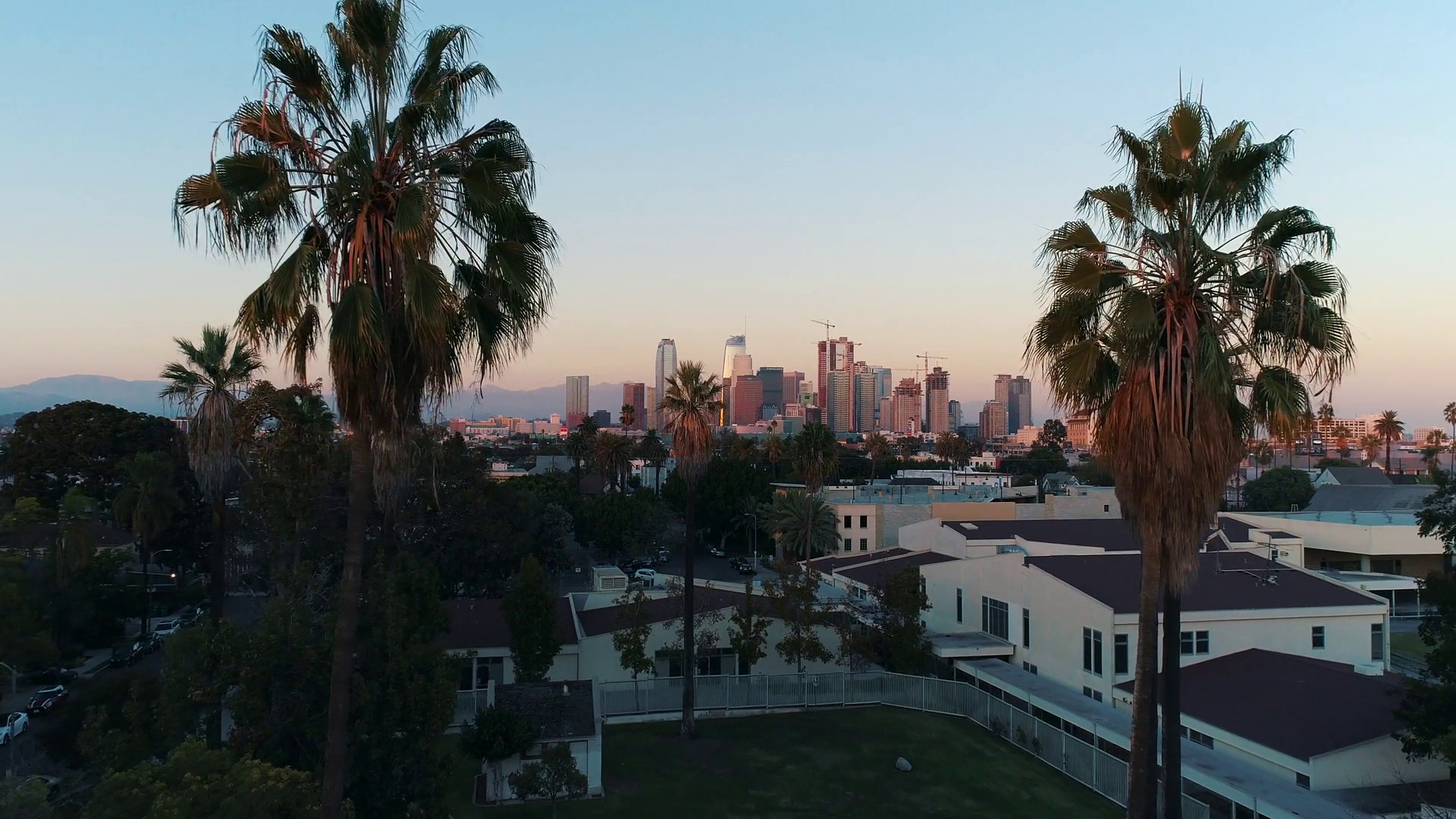 Aerial Los Angeles Palm Trees Flythrough City America - Attalea Speciosa , HD Wallpaper & Backgrounds