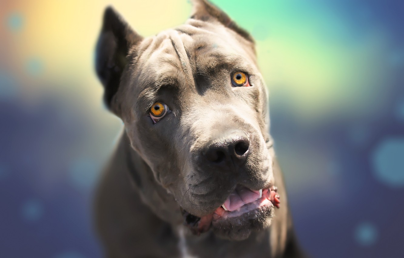 Photo Wallpaper Look, Face, Each, Dog, Cane Corso - Dog Yawns , HD Wallpaper & Backgrounds