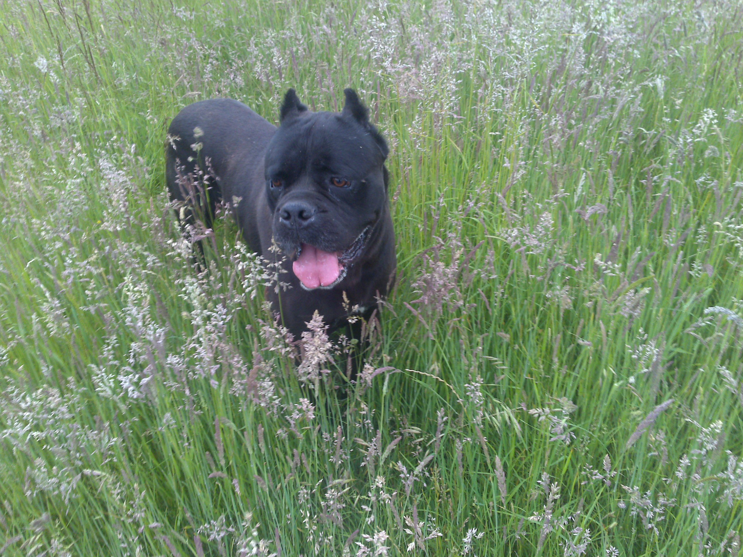 Cane Corso In The Grass Photo , HD Wallpaper & Backgrounds