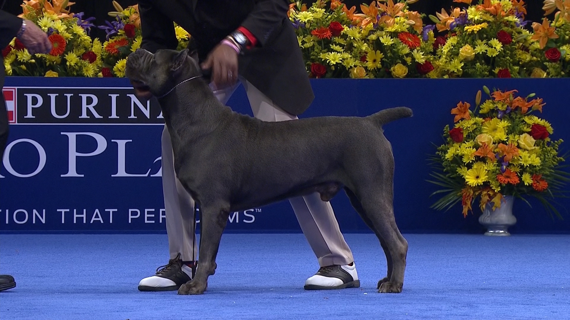 Cane Corso Westminster 2018 , HD Wallpaper & Backgrounds