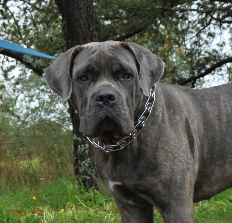 Photos To Cane Corso Wallpaper Italian Mastiff With