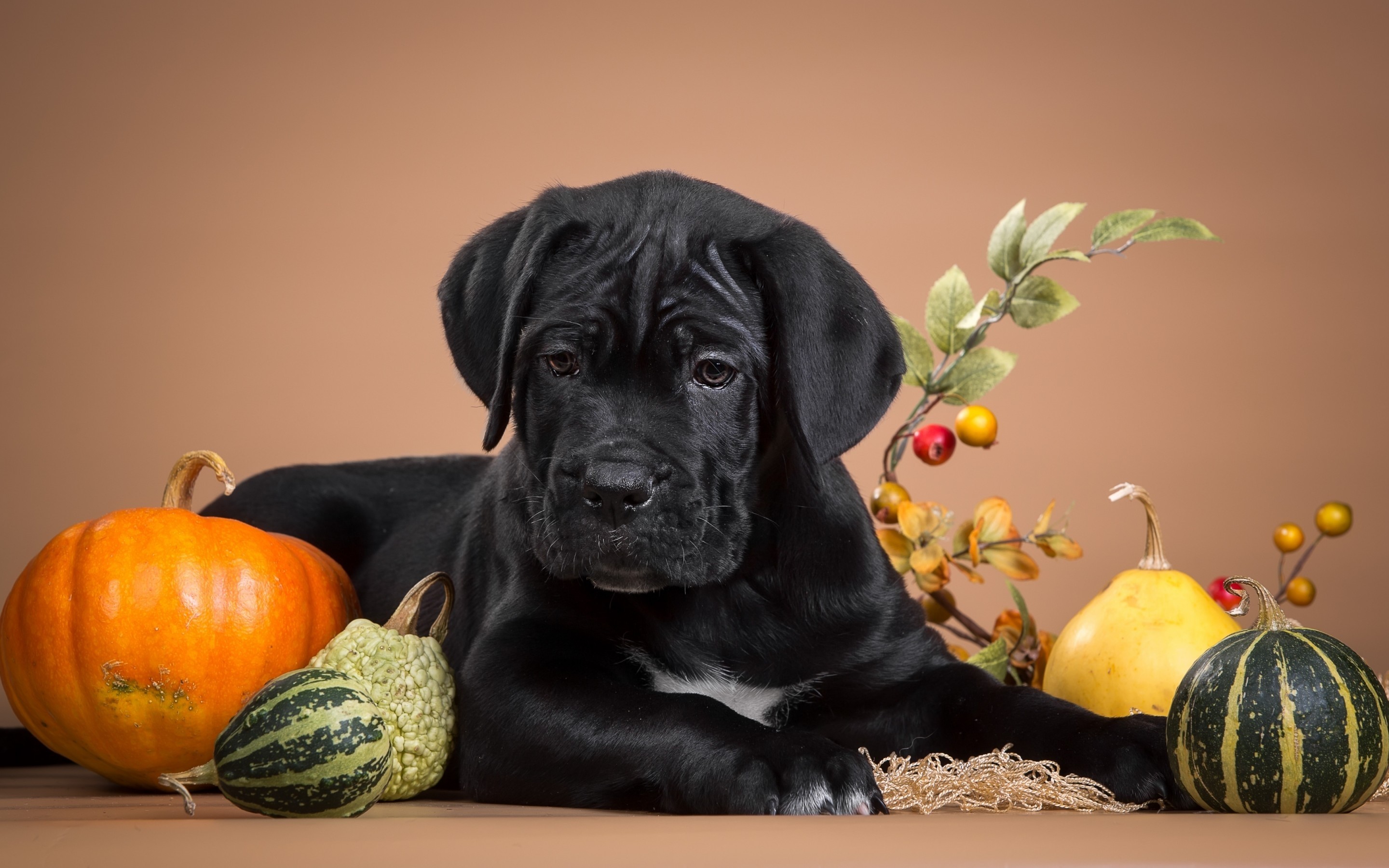 Dogs Puppy Pumpkin Orange Halloween Black Dog Autumn - Halloween Puppy Desktop Backgrounds , HD Wallpaper & Backgrounds