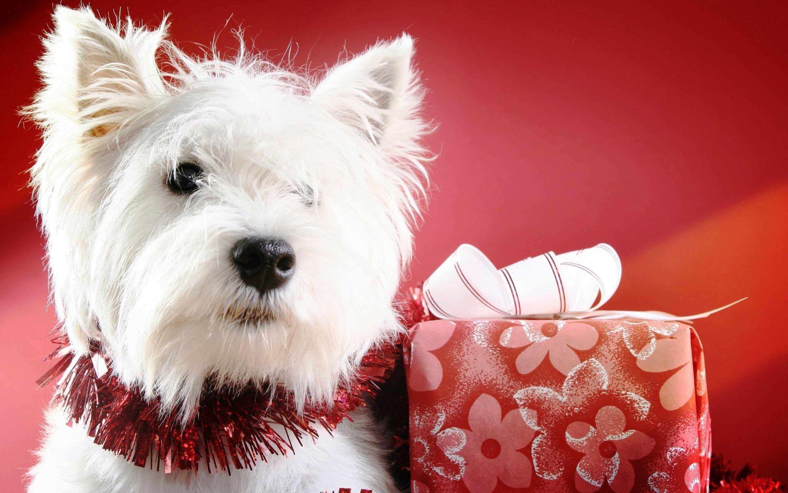 Merry Christmas Message Dogs , HD Wallpaper & Backgrounds