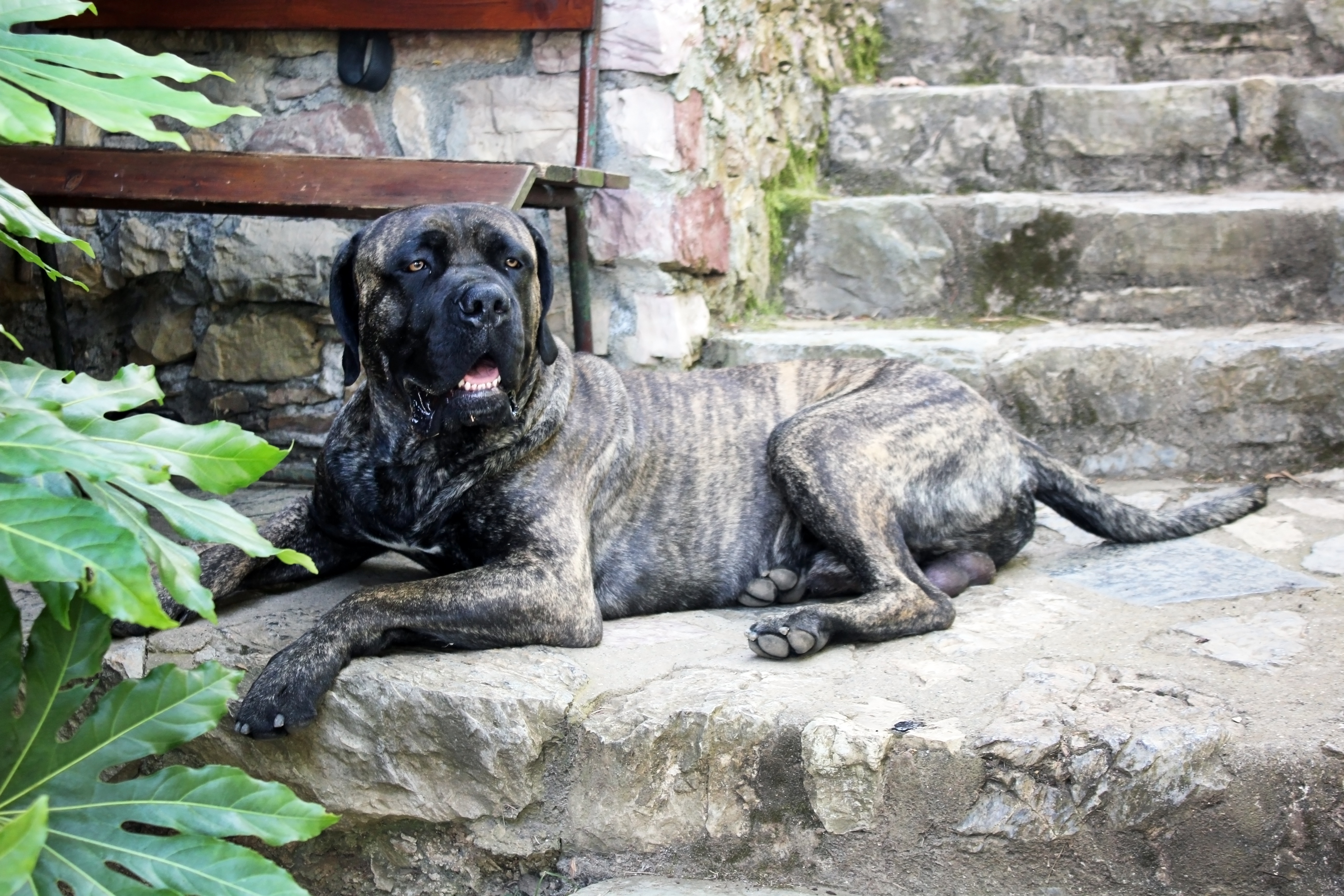 Brindle And Black Mastiff - Most Intimidating Dogs , HD Wallpaper & Backgrounds