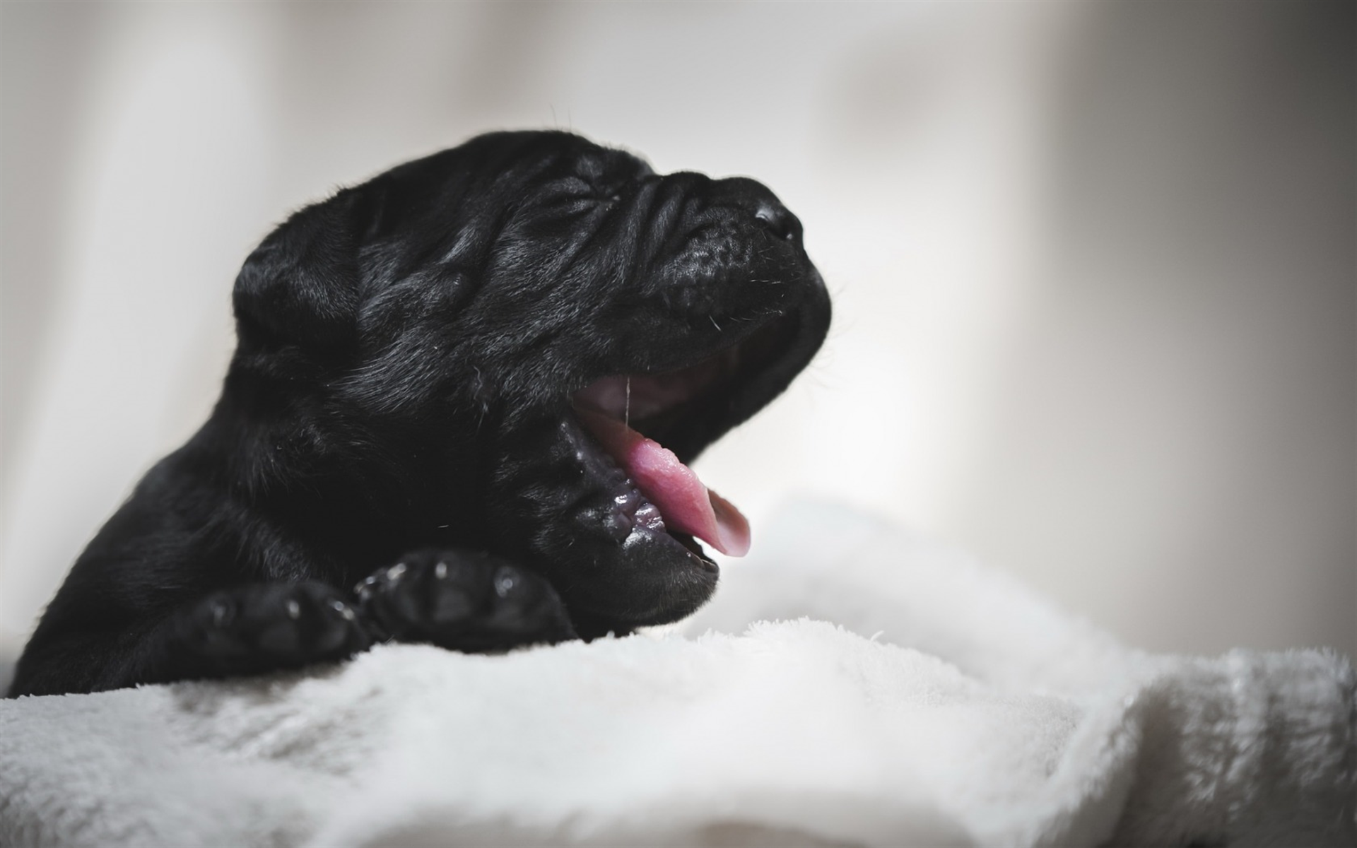 Cane Corso, Small Black Puppy, Pets, Black Dogs, Breeds - Fondos De Pantalla De Perritos Negros , HD Wallpaper & Backgrounds