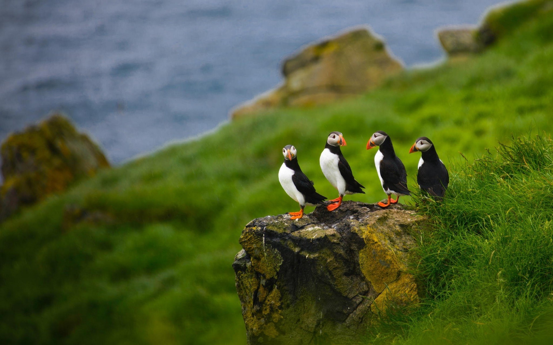 Nature Animals Puffins Depth Of Field Birds Faroe Islands - Faroe Islands , HD Wallpaper & Backgrounds