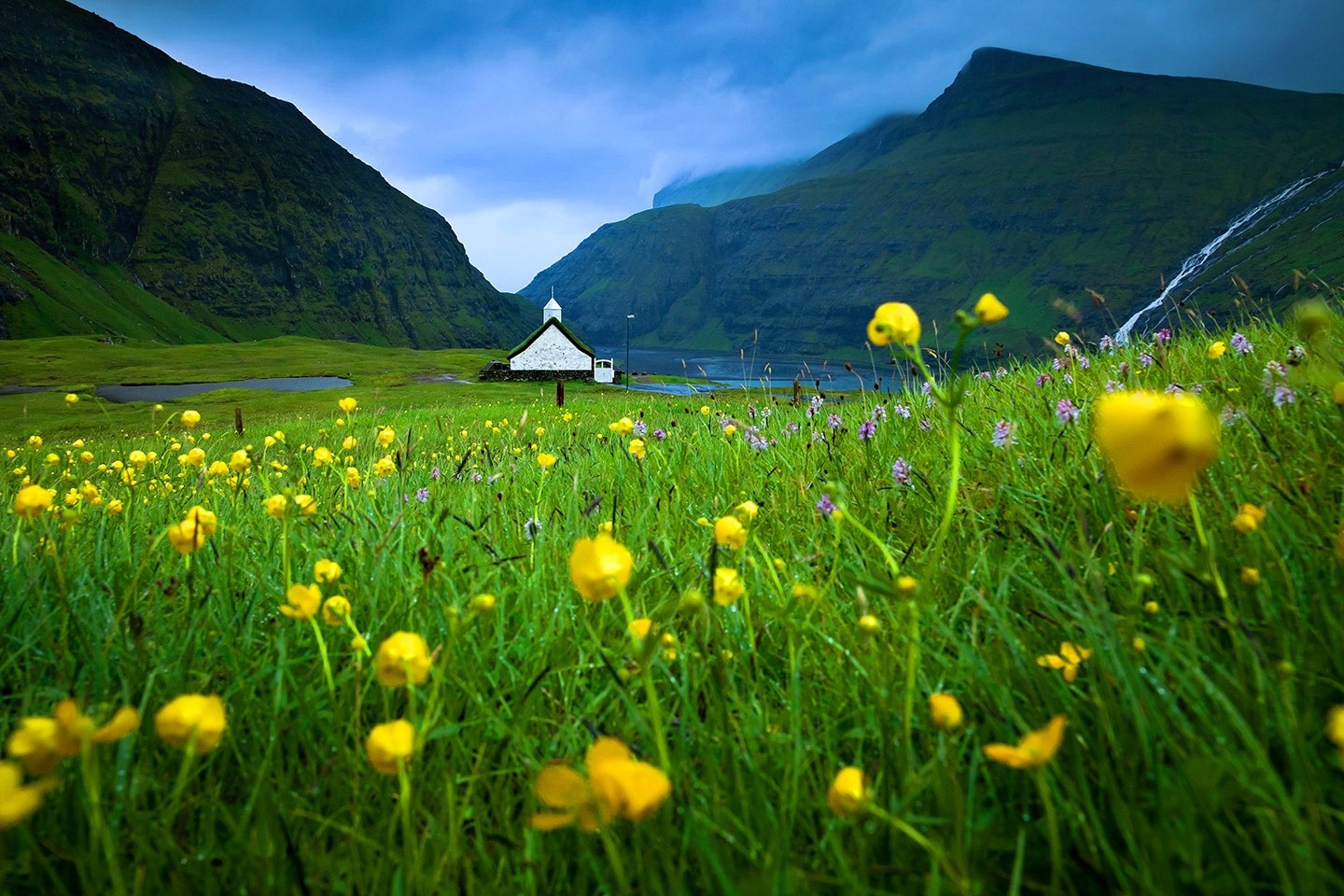 Faroe Islands Beautiful Meadow Grass Sky Summer Wilsdflowers - Faroe Islands Flowers , HD Wallpaper & Backgrounds