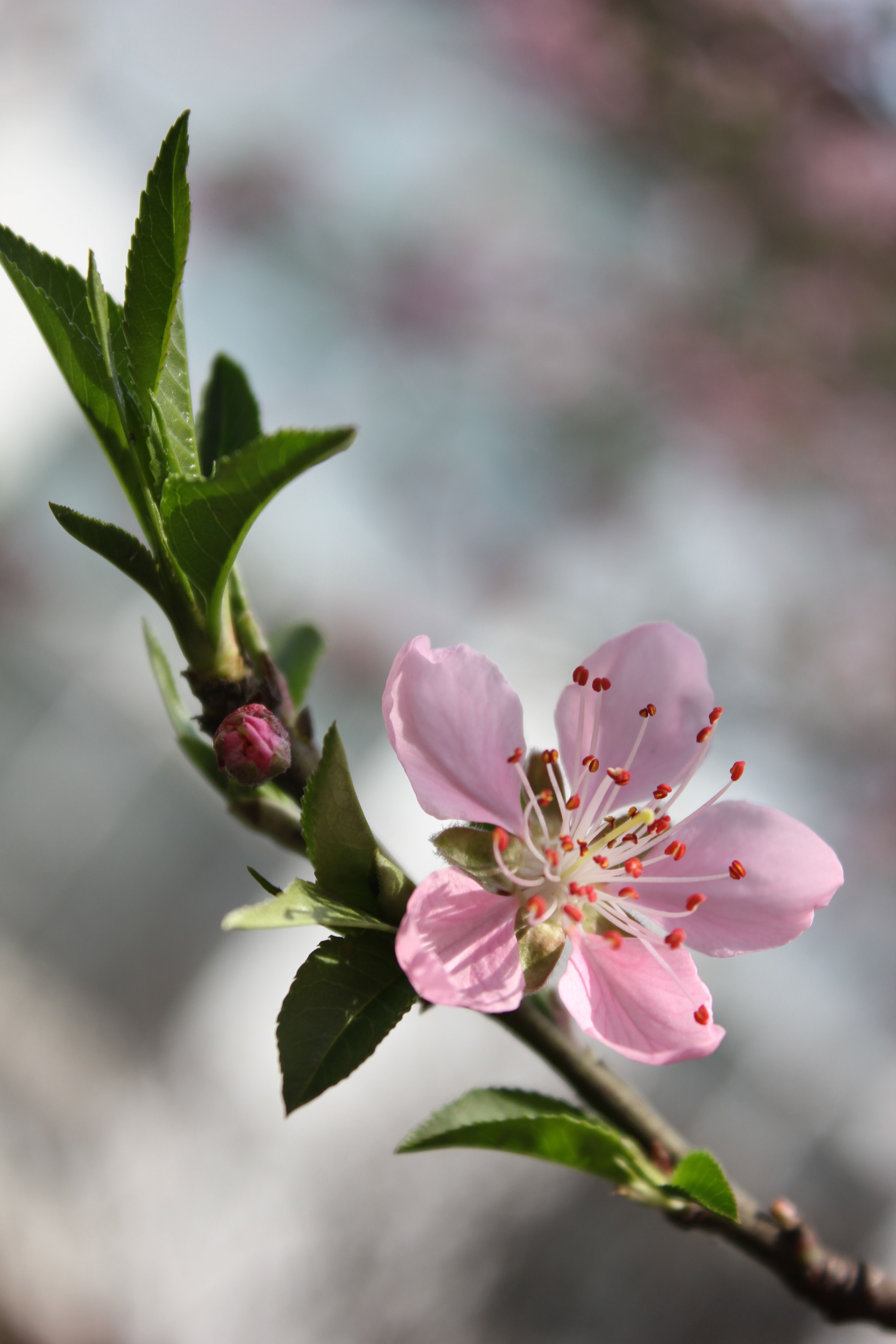 4k Peach Blossom - Trazos En El Corazón Imágenes , HD Wallpaper & Backgrounds