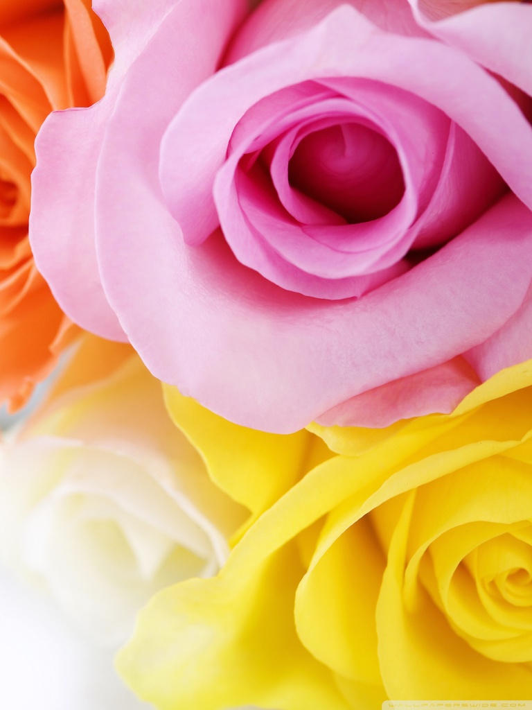 Ipad 1/2/mini - Roses Of Different Colours , HD Wallpaper & Backgrounds