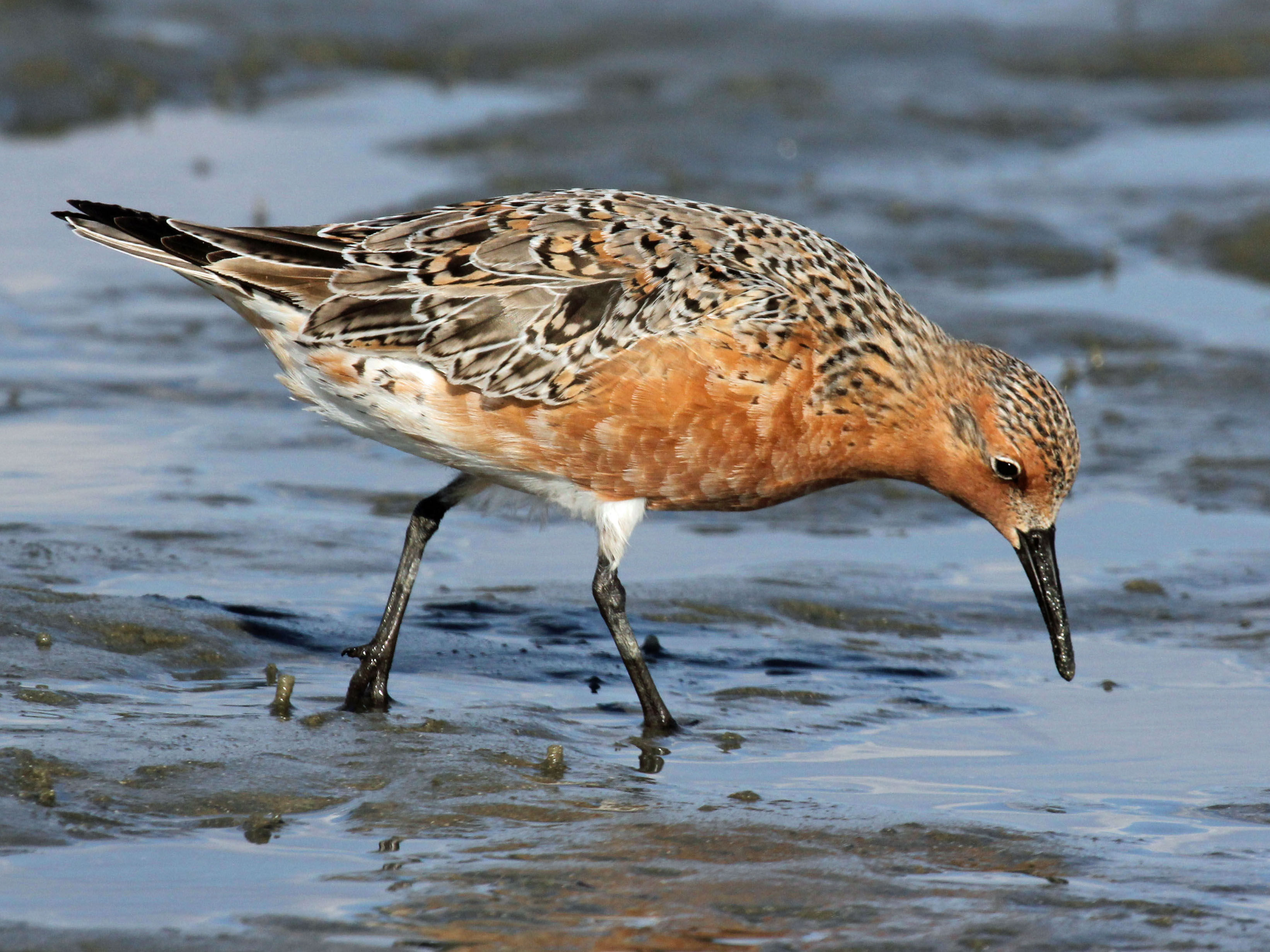 Red Knot - Red Knot Birds , HD Wallpaper & Backgrounds