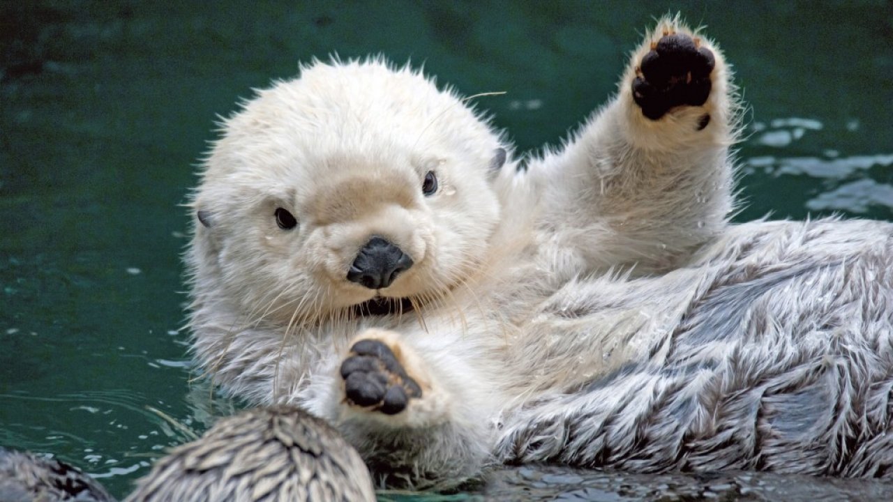 Sea, Otter, Hd, Desktop, Wallpaper, Background, Photos, - Sea Otter , HD Wallpaper & Backgrounds