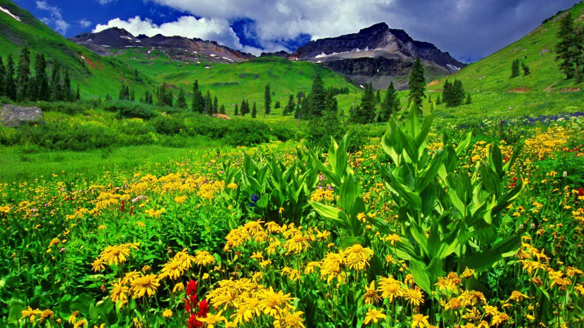 Mountain Greenery Hd Desktop Wallpaper - Greenery Wallpaper With Flowers , HD Wallpaper & Backgrounds