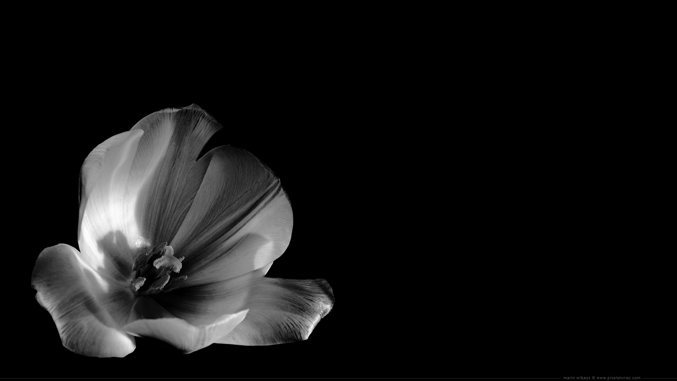 Photo De Tulipe Noir Et Blanc Pour Fond Décran Tulip