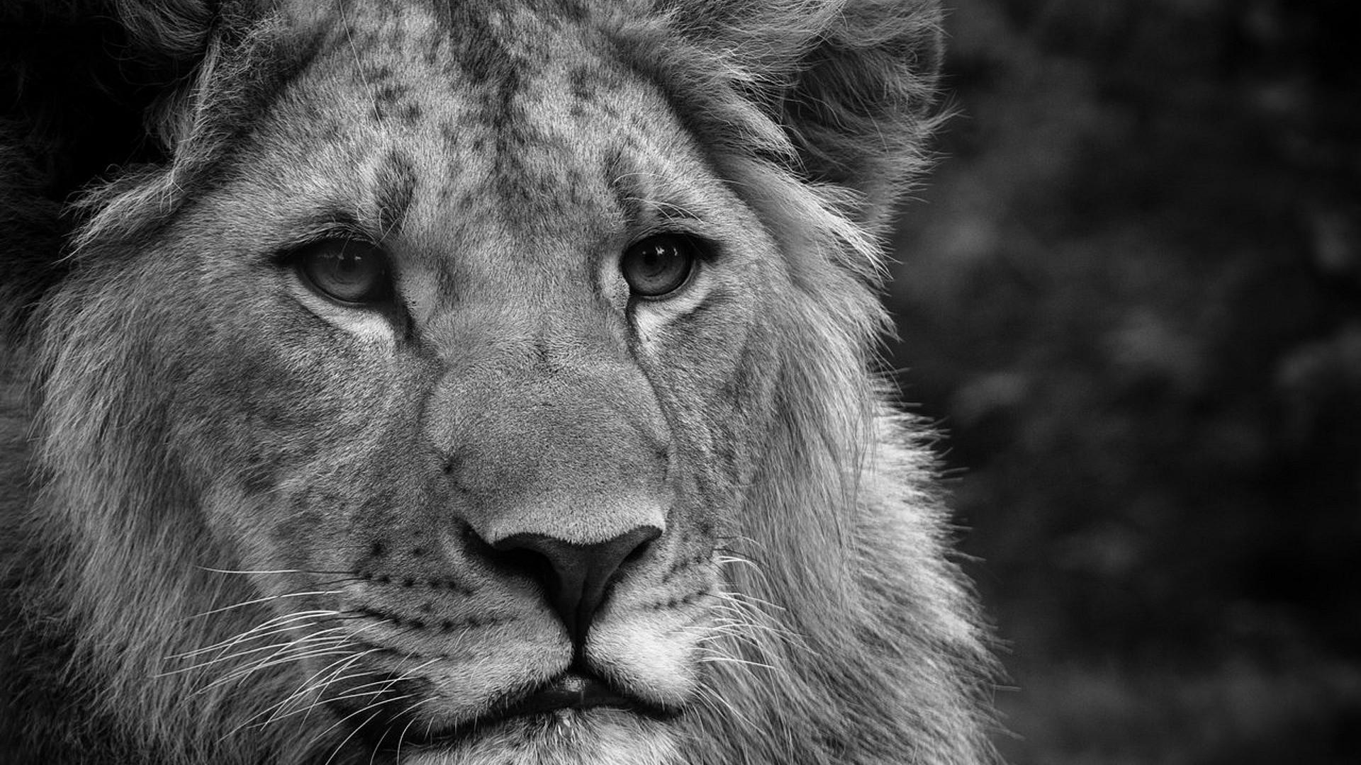 Black And White Face Lion Wallpaper Wide Wallpaper - Animals Wallpaper 4k , HD Wallpaper & Backgrounds