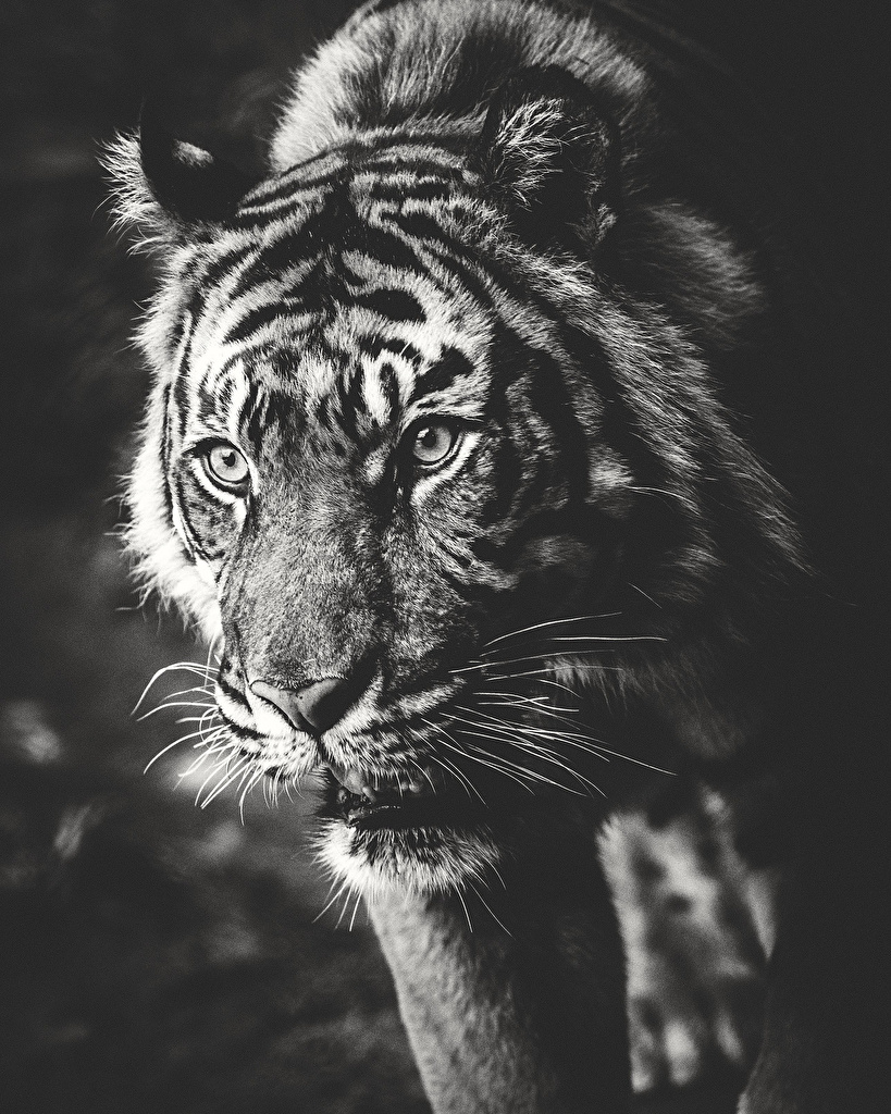 Tigre En Noir Et Blanc , HD Wallpaper & Backgrounds