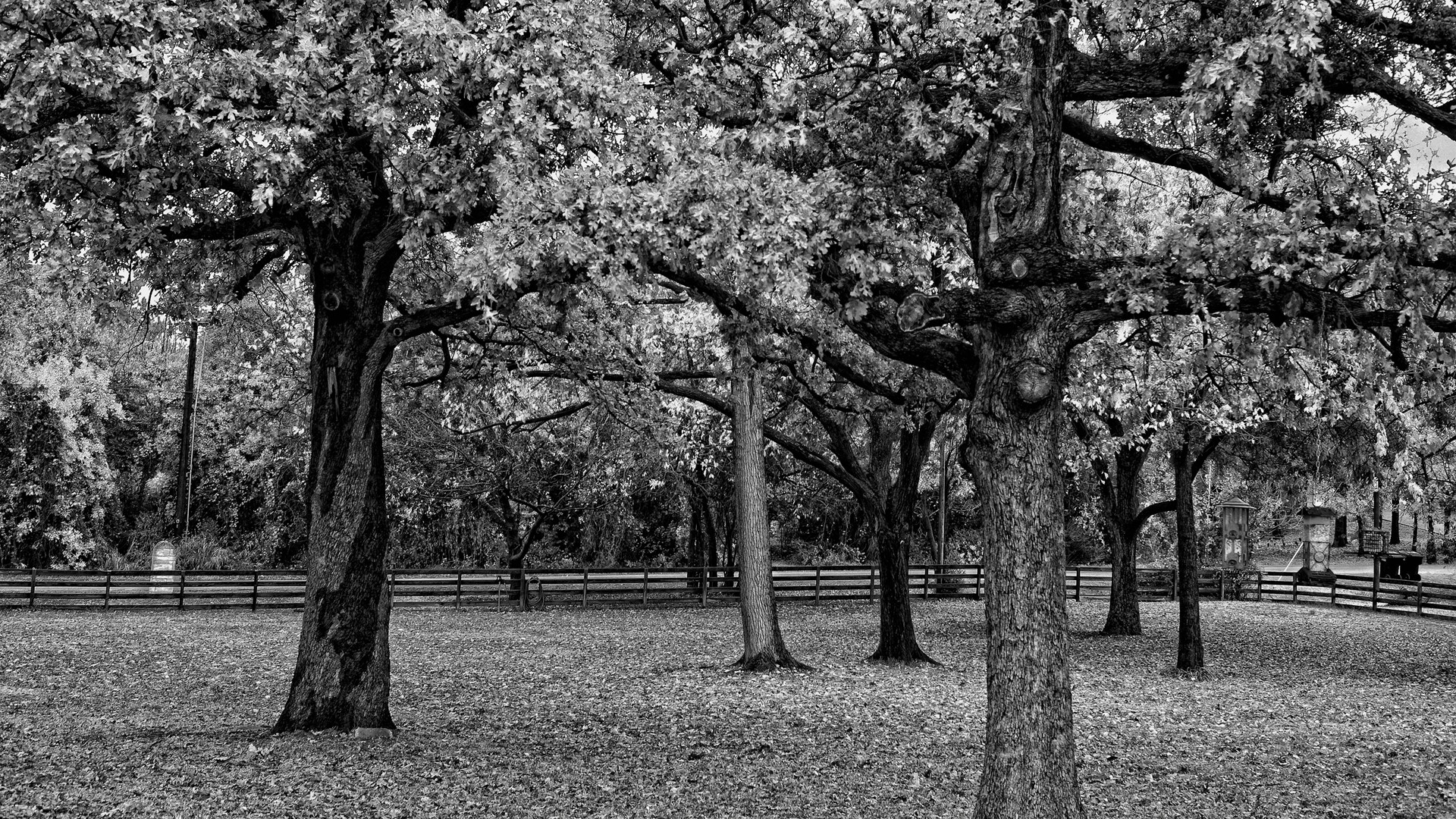Black White Trees Wallpaper Wpt8002750 - Black Forest Hd 1080p , HD Wallpaper & Backgrounds