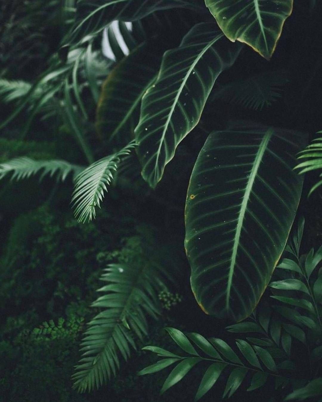 Regardez Cette Photo Instagram De @plantsinfocus • - Dark Green Aesthetic Header , HD Wallpaper & Backgrounds