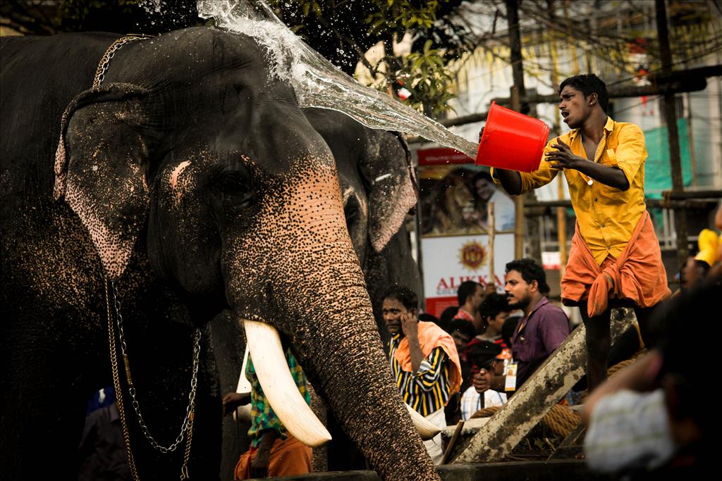 Thrissur Pooram - Indian Elephant , HD Wallpaper & Backgrounds