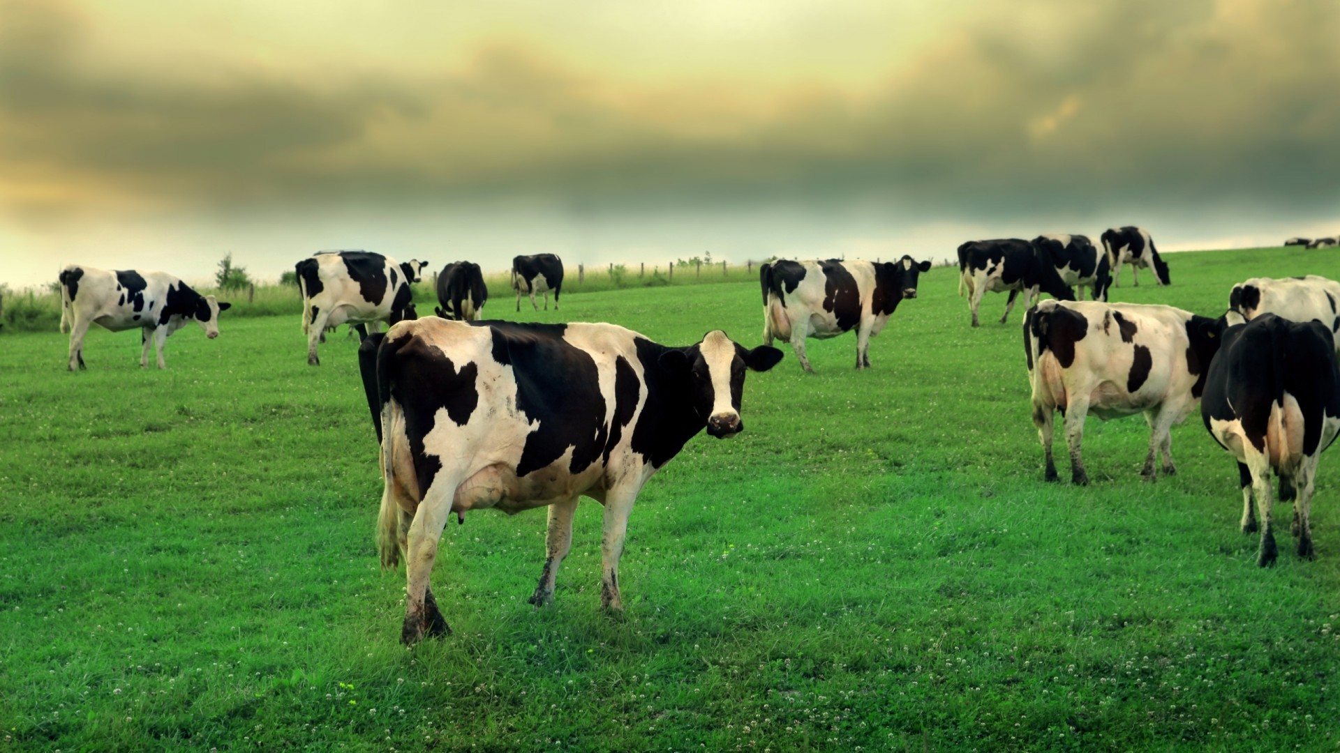 Greatest Baby Cows Hd Wallpaper - Cow Farm , HD Wallpaper & Backgrounds