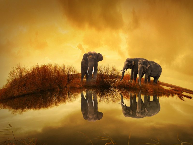 Thailand Elephants Hd Wallpaper - Living Planet Report 2018 , HD Wallpaper & Backgrounds