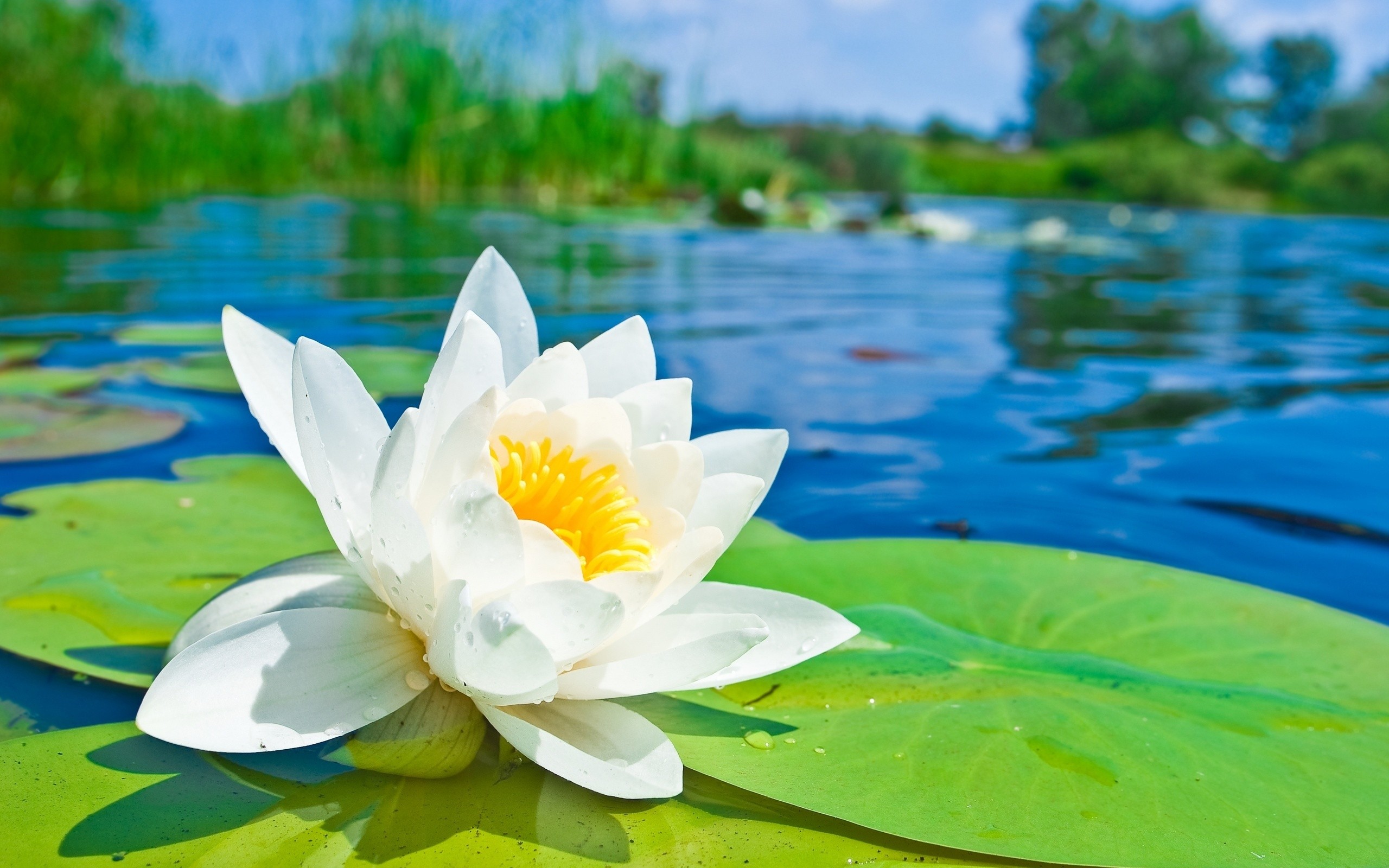 Flor Blanca - - Water Lily Background , HD Wallpaper & Backgrounds