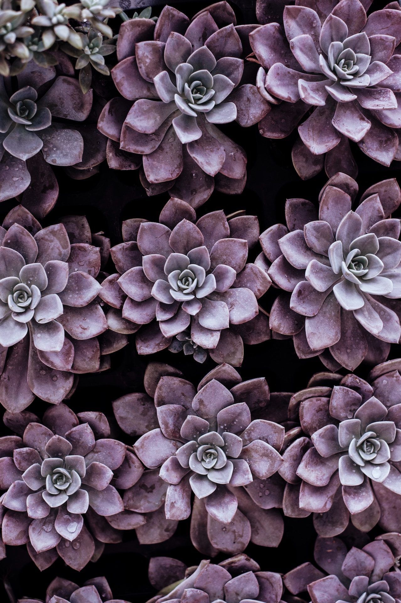 Flores, Plantas, Moradas, Jardín, Geometría, - Purple Succulents Background , HD Wallpaper & Backgrounds