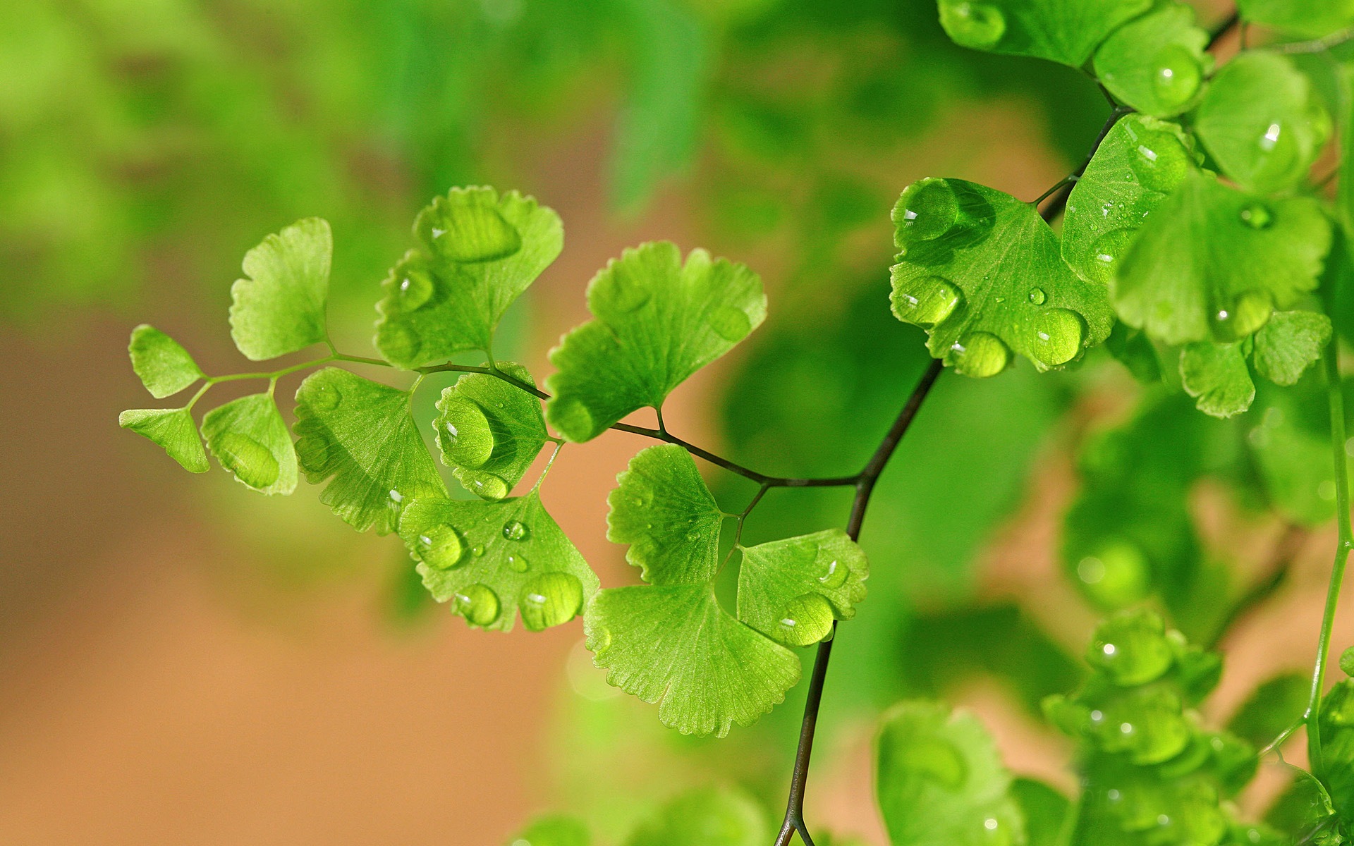 Adiantum Green Plants Hd Wallpapers - 高清 植物 壁纸 , HD Wallpaper & Backgrounds