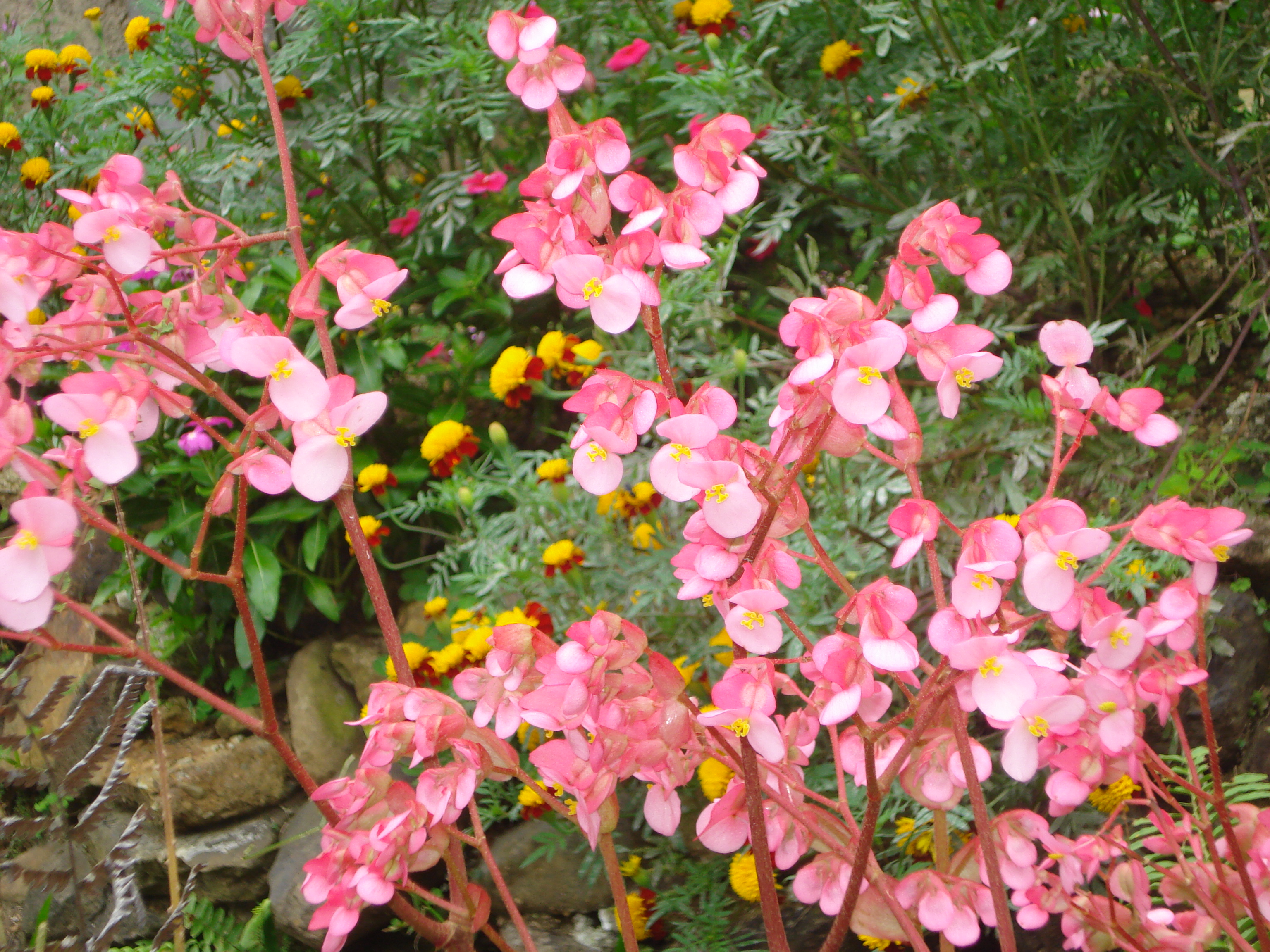Imagenes De Plantas Con Flores En Widescreen , HD Wallpaper & Backgrounds