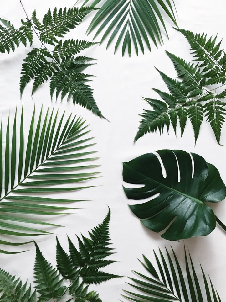 Pinterest// Breezyhippy Wallpaper Plants, Succulents - Green Plants White Background , HD Wallpaper & Backgrounds