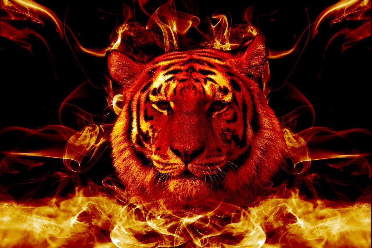 Tiger Live Wallpaper Hd , HD Wallpaper & Backgrounds