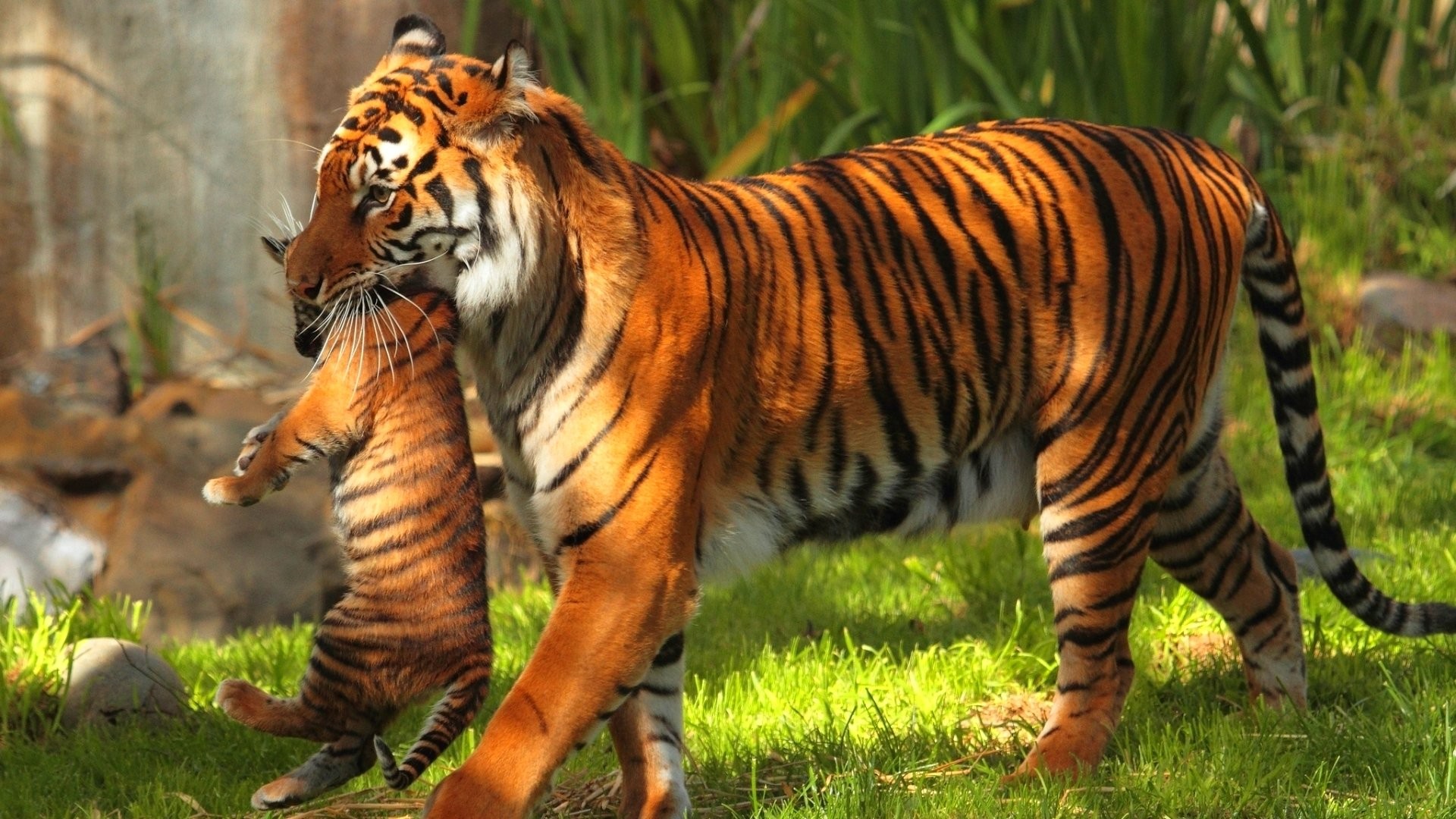 Cats Cat Oriental Jungle Nature Asian Fantasy Predator - Tiger And Cub Hd , HD Wallpaper & Backgrounds