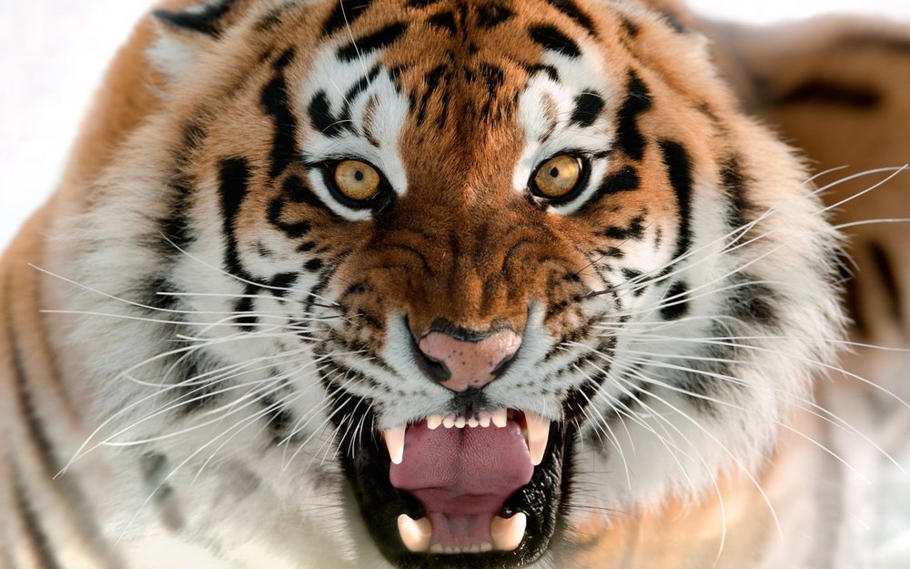 Wwf To Back Kazakhstan In Reviving Turanian Tiger - Tiger 4k , HD Wallpaper & Backgrounds