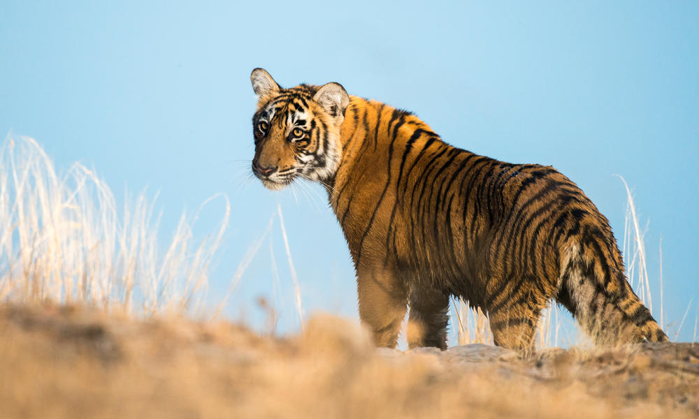 Tiger Wallpapers High Quality Download Free - Sariska Tiger Reserve , HD Wallpaper & Backgrounds