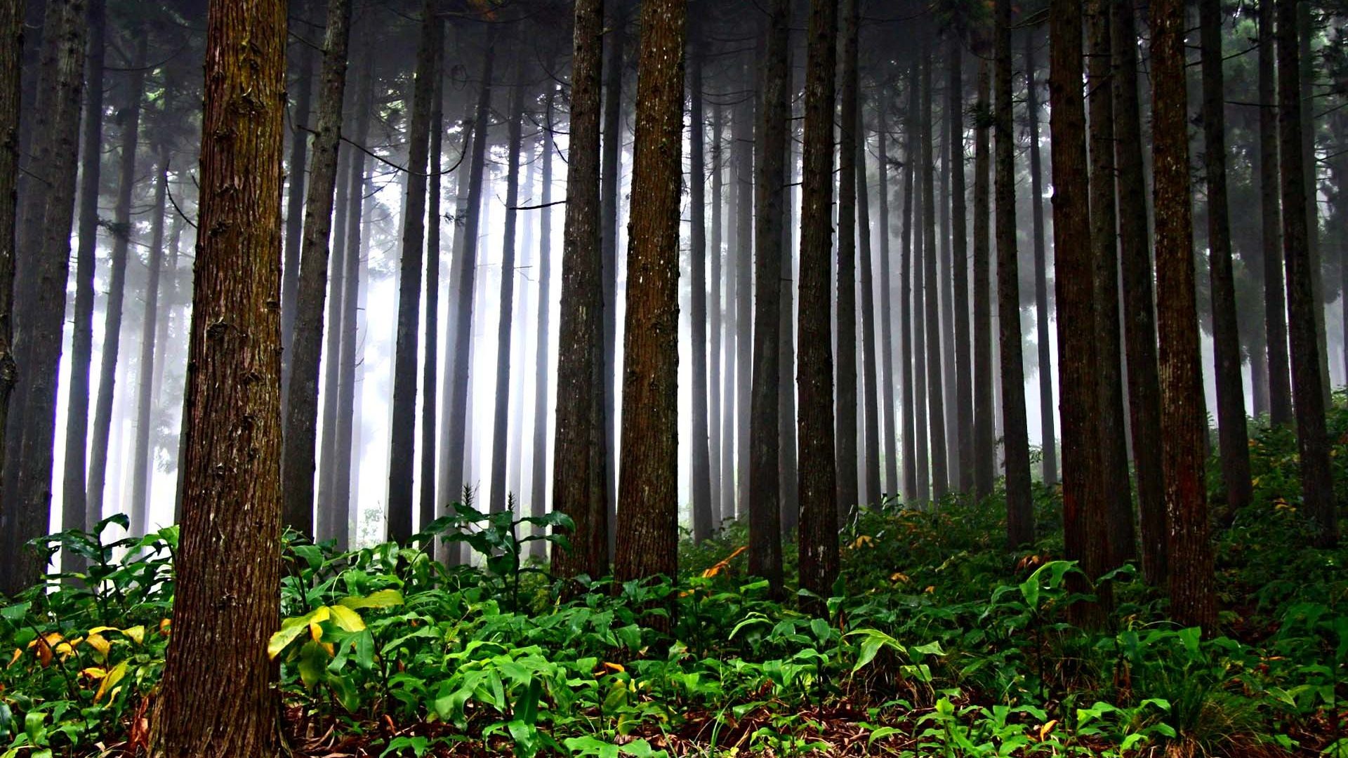 Light Ray Trees Forest Nature Beauty Green Confused - Old-growth Forest , HD Wallpaper & Backgrounds