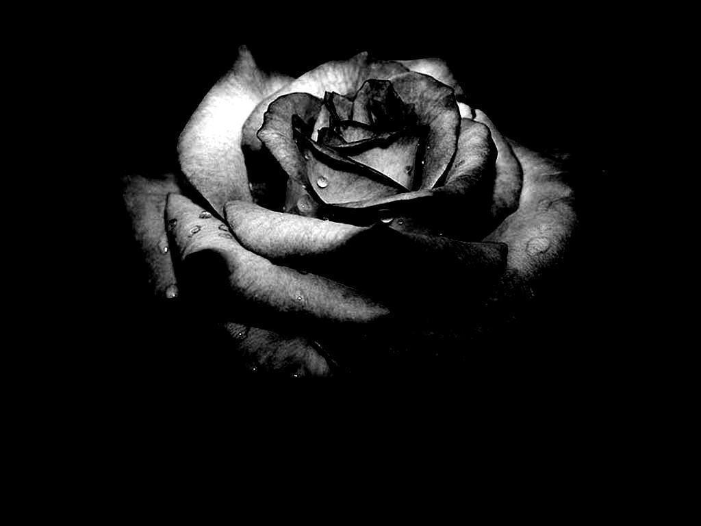 Dark Flower - Viewing Gallery - Broken Heart Black Rose , HD Wallpaper & Backgrounds