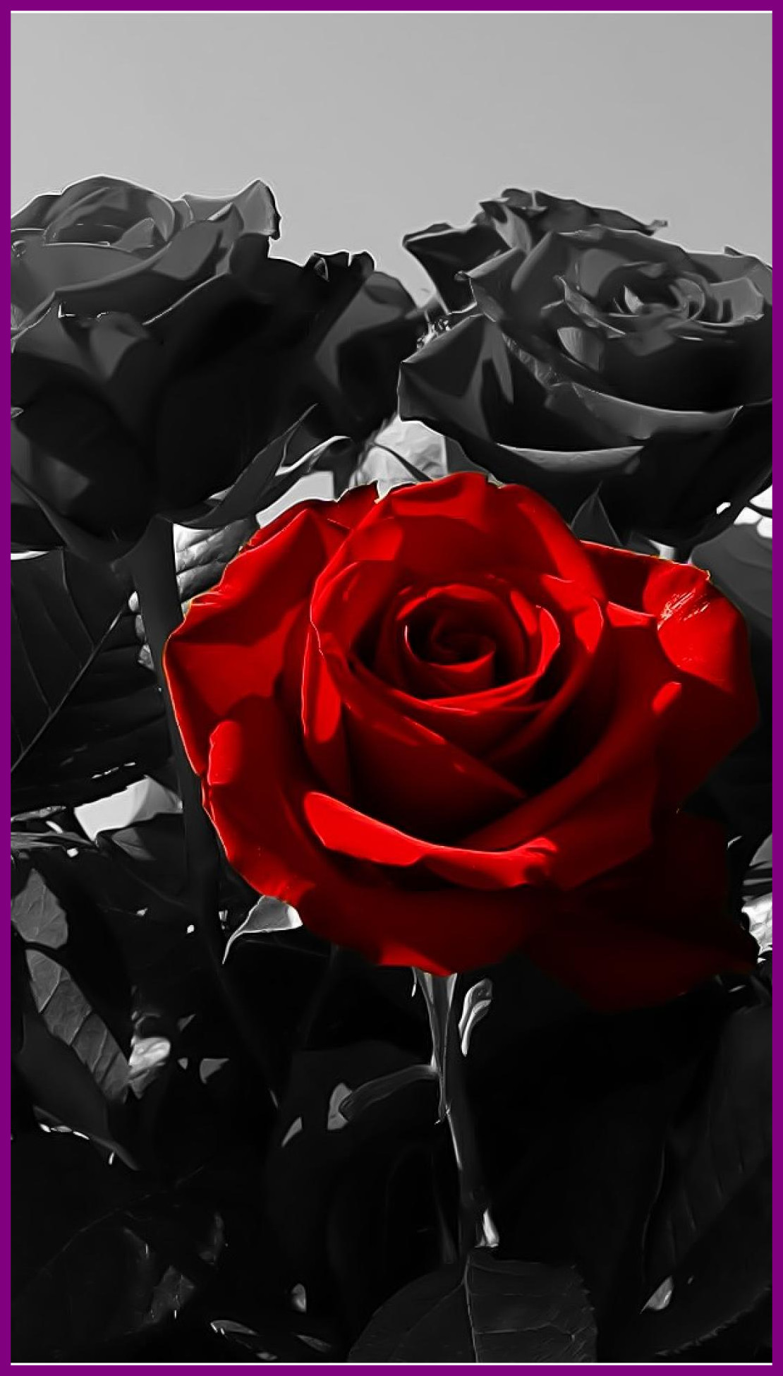 Black - Red Rose Black Roses , HD Wallpaper & Backgrounds