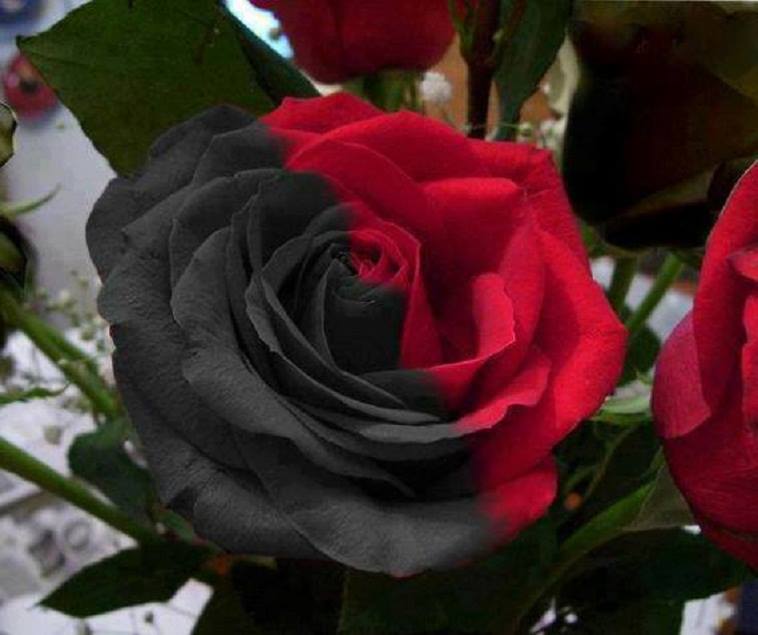 Black Rose Wallpaper Hd Pixelstalk Black Rose Wallpapers - Half Black Half Red Rose , HD Wallpaper & Backgrounds