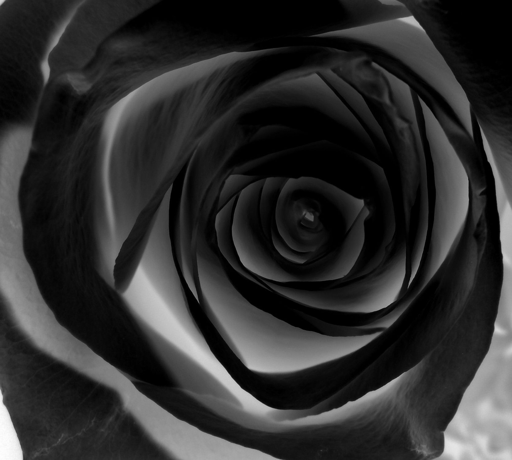 Black Rose Wallpaper Hd Download Free - Black Rose Hd Download , HD Wallpaper & Backgrounds