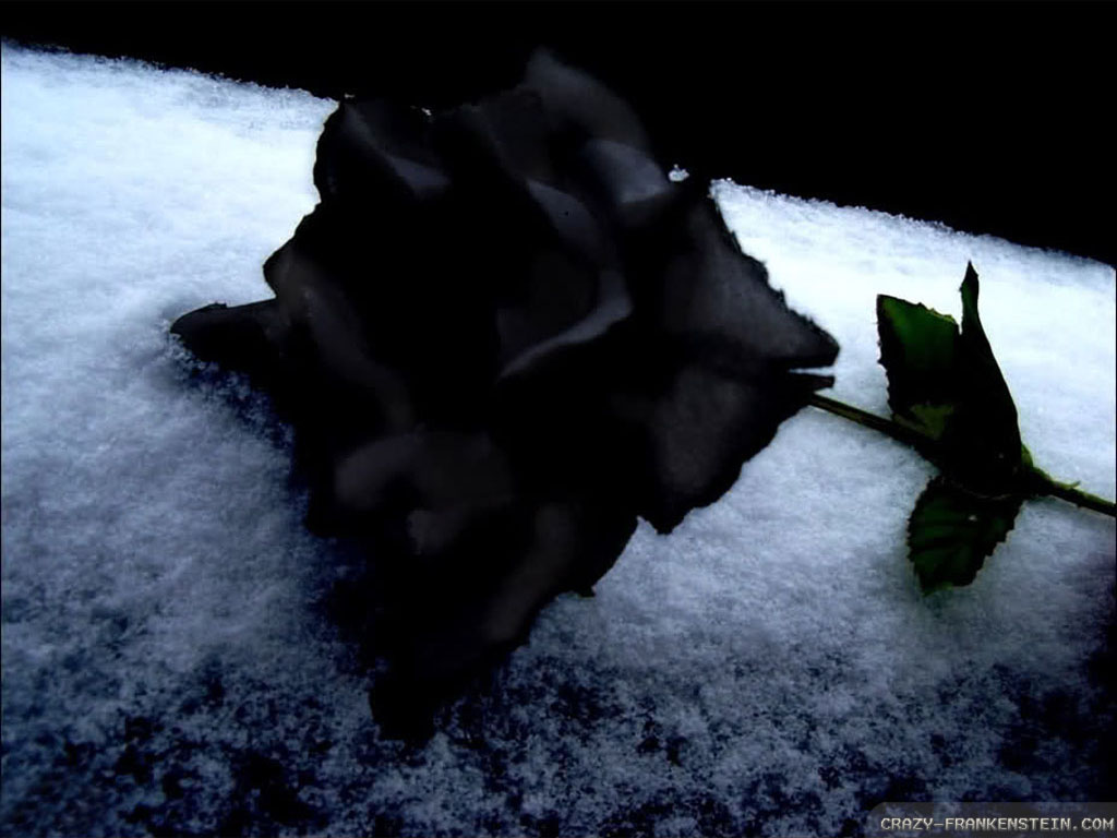 Black Rose Wallpaper Hd Pixelstalk Black Rose Wallpapers - Black Rose Full Hd , HD Wallpaper & Backgrounds