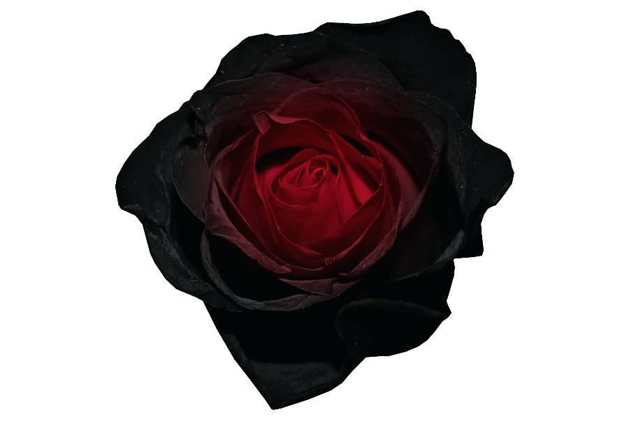 Black Rose Desktop Wallpaper Red Clip Art Decorative - Floribunda , HD Wallpaper & Backgrounds