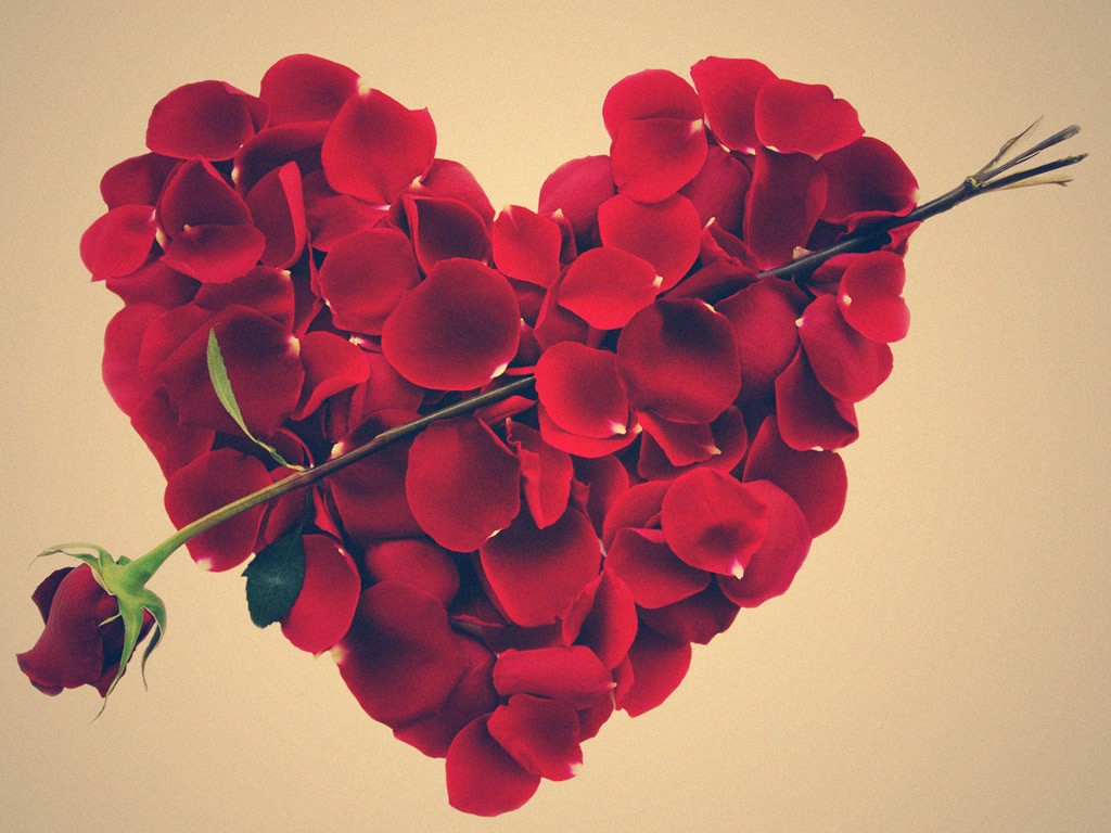 Black Rose Flower - Valentine Day Sms , HD Wallpaper & Backgrounds
