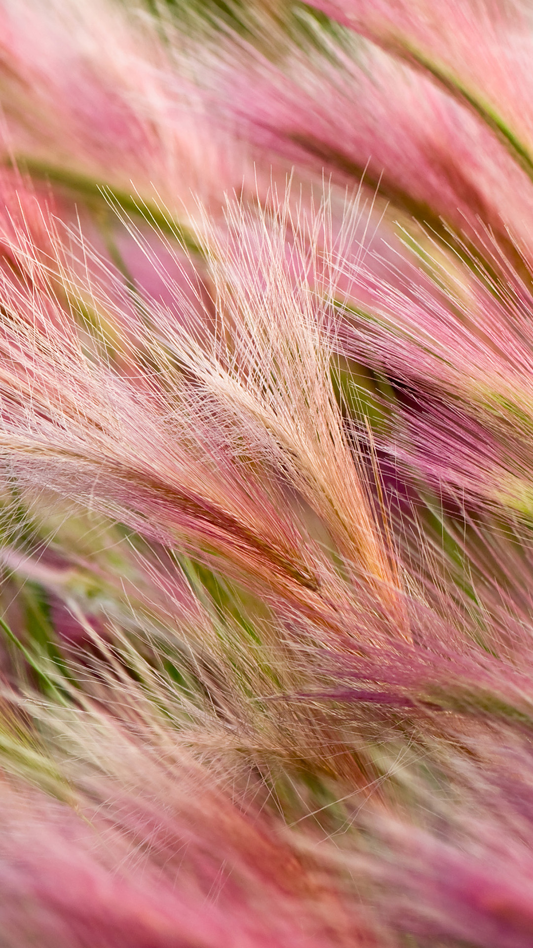 Foxtail Barley - Mobile Samsung Galaxy S3 , HD Wallpaper & Backgrounds