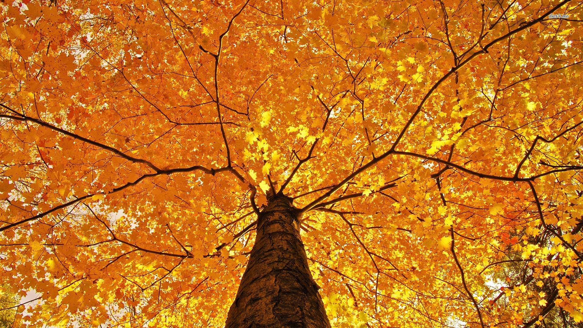 Tree Wallpaper To Use As Background-16 - Autumn Trees , HD Wallpaper & Backgrounds
