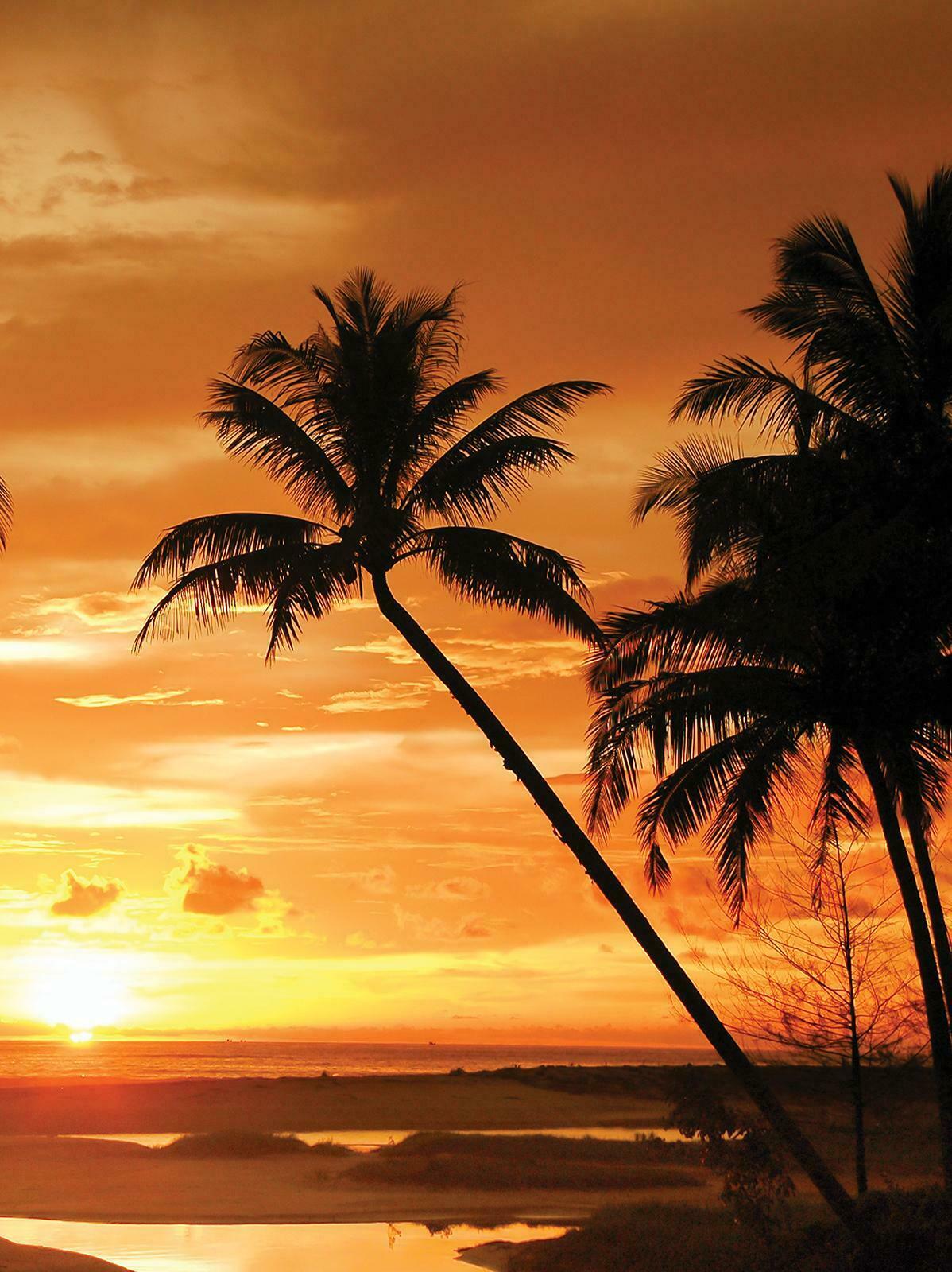 Palmy Na Tle Zachodzącego Słońca , HD Wallpaper & Backgrounds