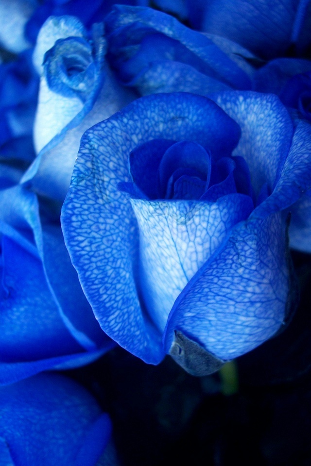 Wallpaper Rosen - Blue Rose , HD Wallpaper & Backgrounds