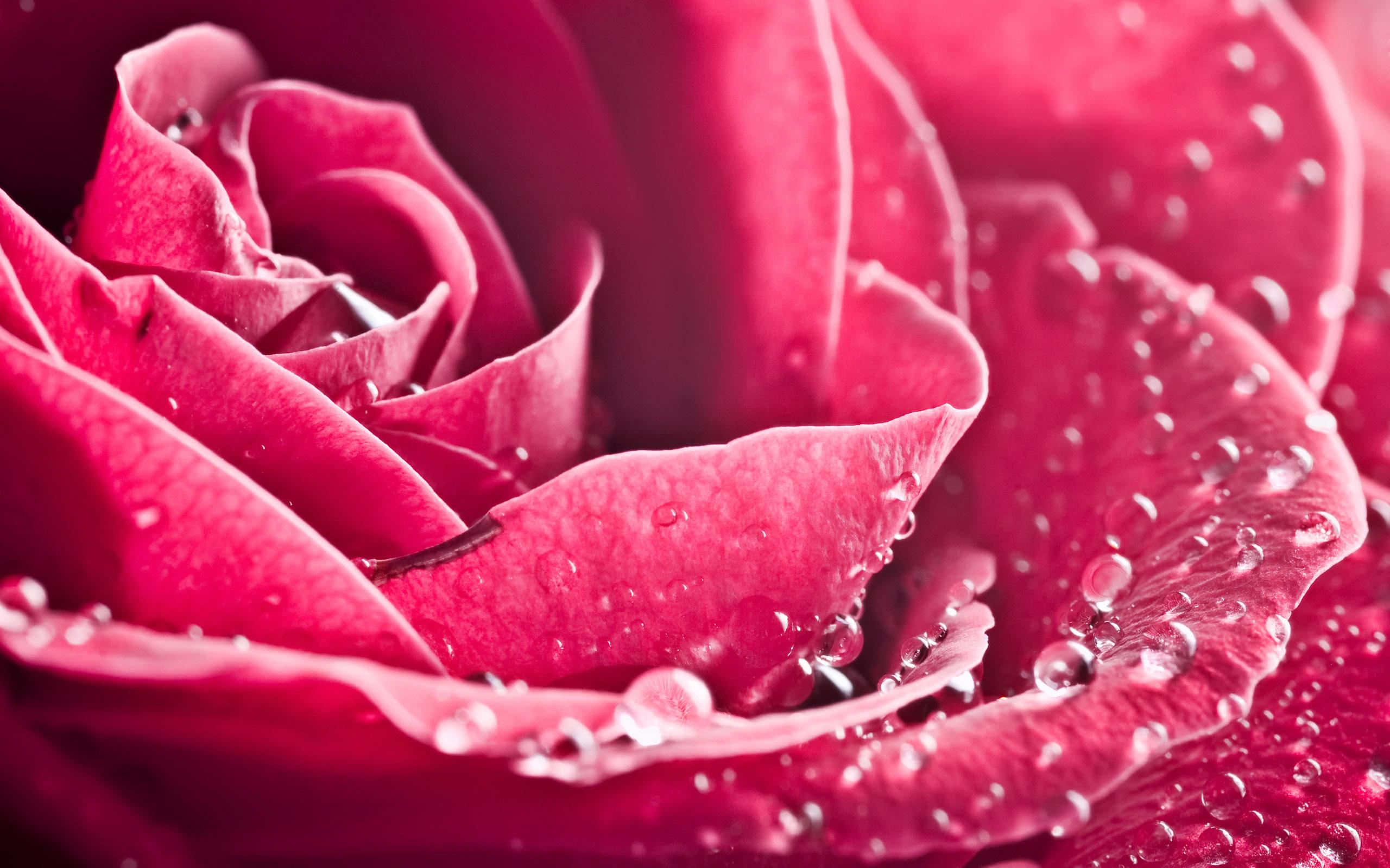 Download Wallpaper Rosen Gallery - Happy Rose Day 2019 Images Download , HD Wallpaper & Backgrounds