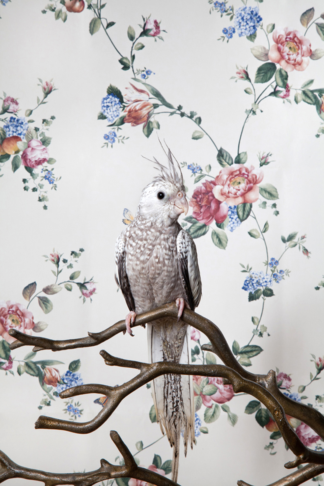 Claire Rosen - Vintage Bird , HD Wallpaper & Backgrounds