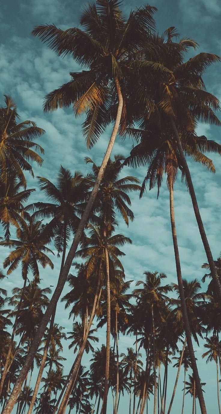 Wallpaper - Iphone Xs Max Wallpaper Palm Tree , HD Wallpaper & Backgrounds