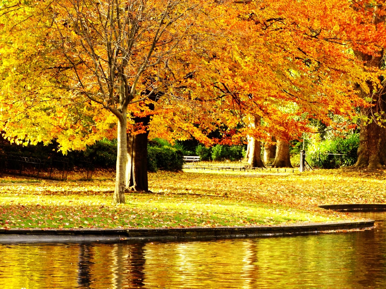 Trees In Yellow Image Hd , HD Wallpaper & Backgrounds