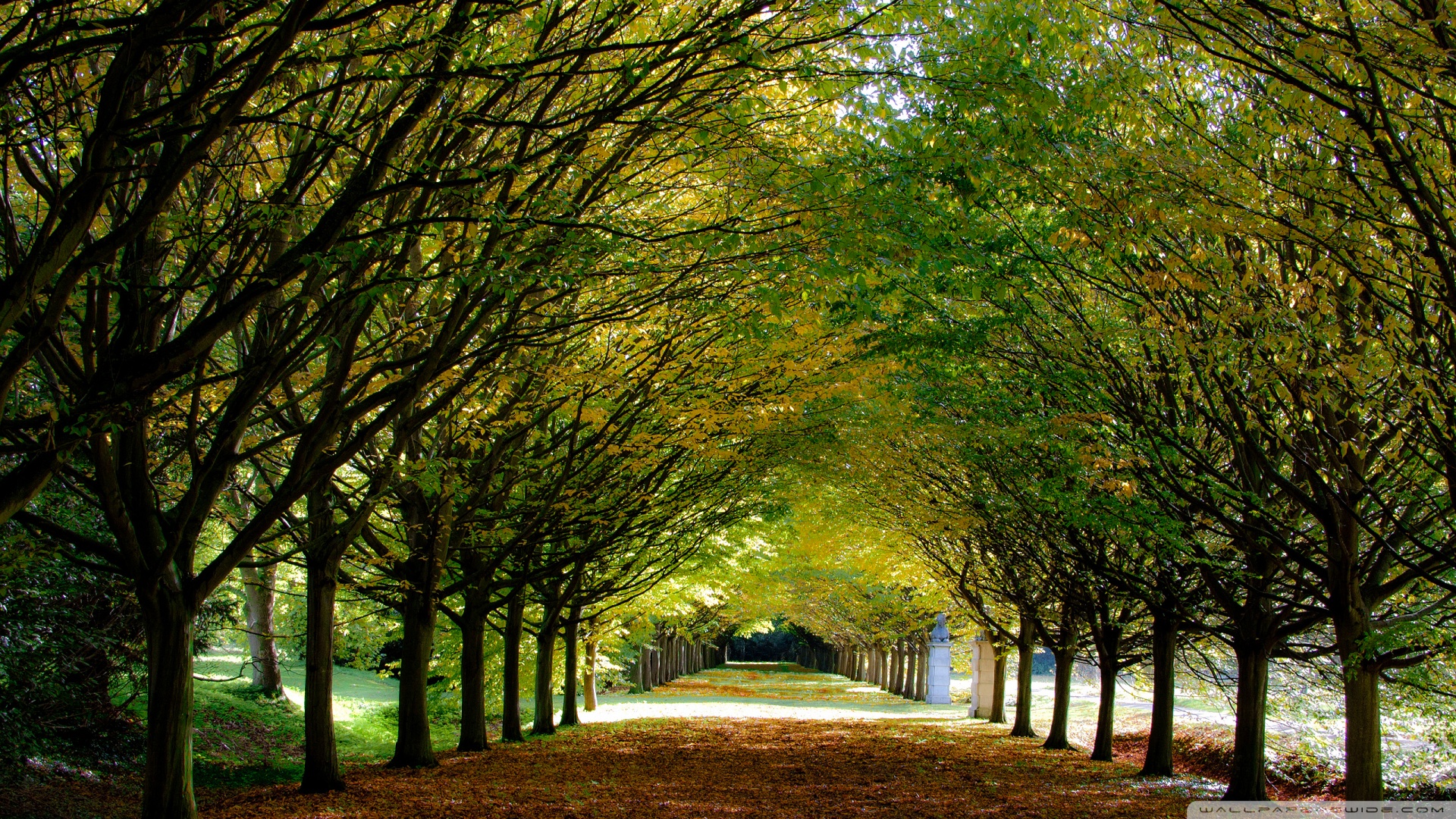 Hd 16 - - Autumn Uk , HD Wallpaper & Backgrounds